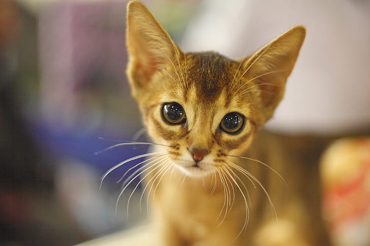 Kitten, Abyssinian wallpaper