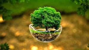 Bonsai, Trees wallpaper
