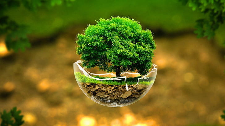 Bonsai, Trees wallpaper