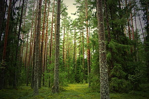 Pine Tree, wallpaper