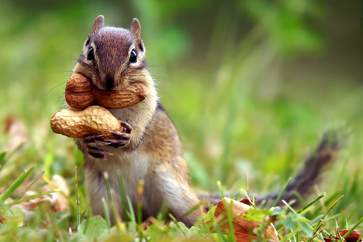 Chipmunk, Animals, , Background wallpaper