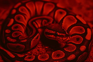 Ball Python : Stunning Red Patterned Beauty, Ball Python, snake, reptile, red lighting wallpaper