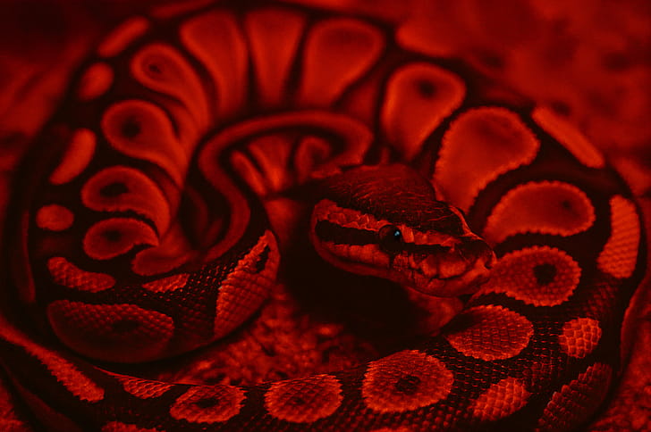 Ball Python : Stunning Red Patterned Beauty, Ball Python, snake, reptile, red lighting wallpaper