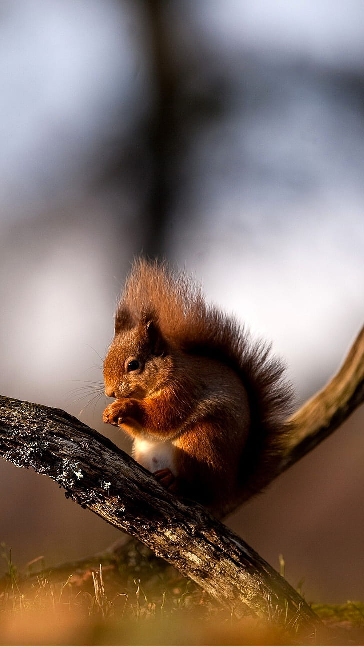 Squirrel 2 , iPhone background phone wallpaper