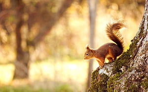 Squirrel, Wild Animals wallpaper