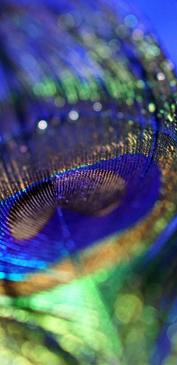 Feather, Peacocks phone wallpaper