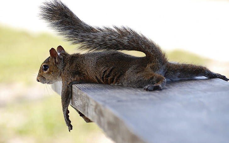 Funny squirrel , Cute squirrel background wallpaper