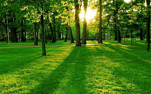 Tree, Nature, Beautiful Tree , topcom wallpaper