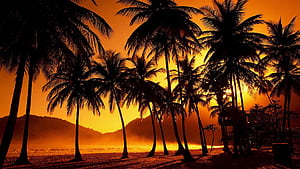 Palm trees, , wallpaper