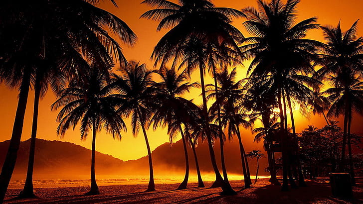 Palm trees, , wallpaper