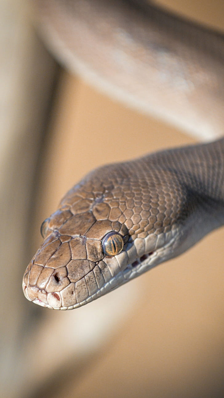 Olive python, Snakes phone wallpaper