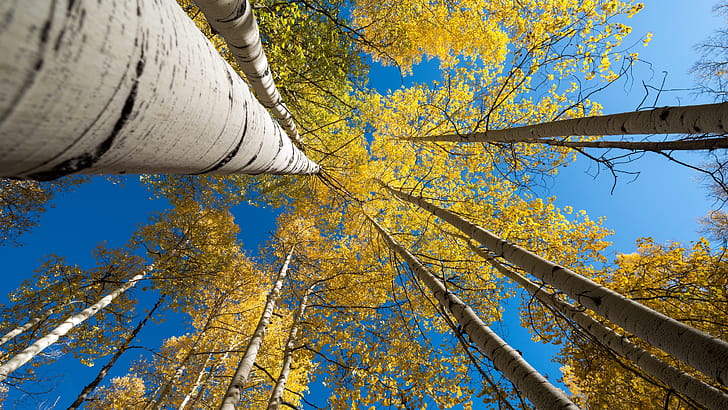Birch Tree, Fall, , Ethan wallpaper
