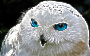 Snowly Owl Art, owl, bird, digital-art, artist wallpaper