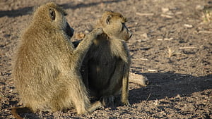 Chacma, Baboon wallpaper
