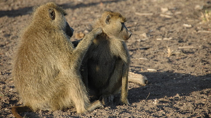 Chacma, Baboon wallpaper