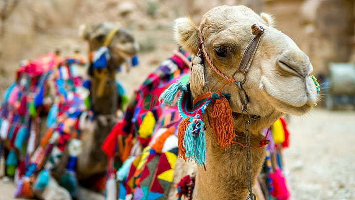 Camel , Bactrian camel wallpaper