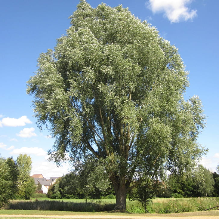 Willow Tree, UK guide, Identification phone wallpaper