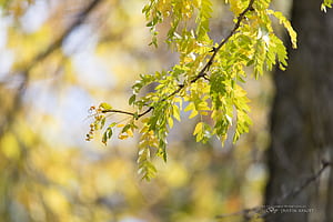 stabilizer, graphy tips, Enhancing , Capturing nature wallpaper