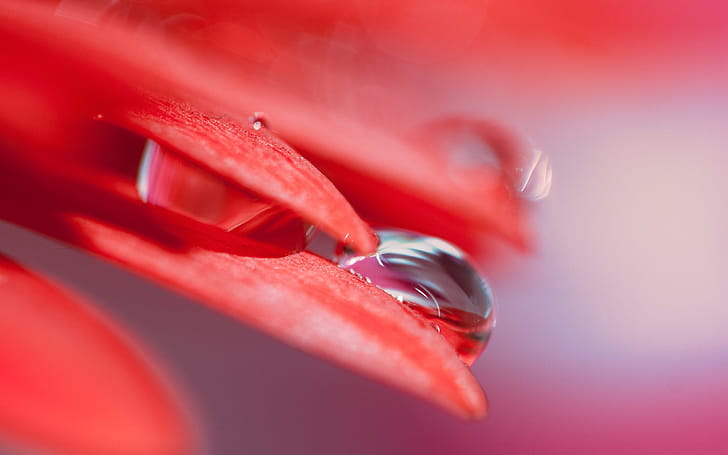 Red Leaf Drops, red, leaf, drops, nature wallpaper