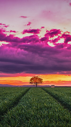 Field, Grass phone wallpaper
