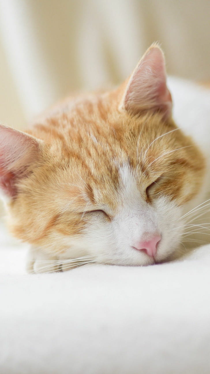 Adorable cat, Beautiful phone wallpaper