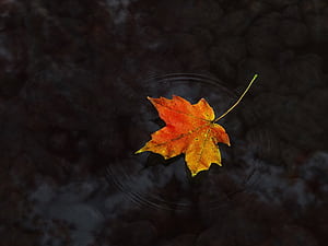 Leaf, Rainbow wallpaper