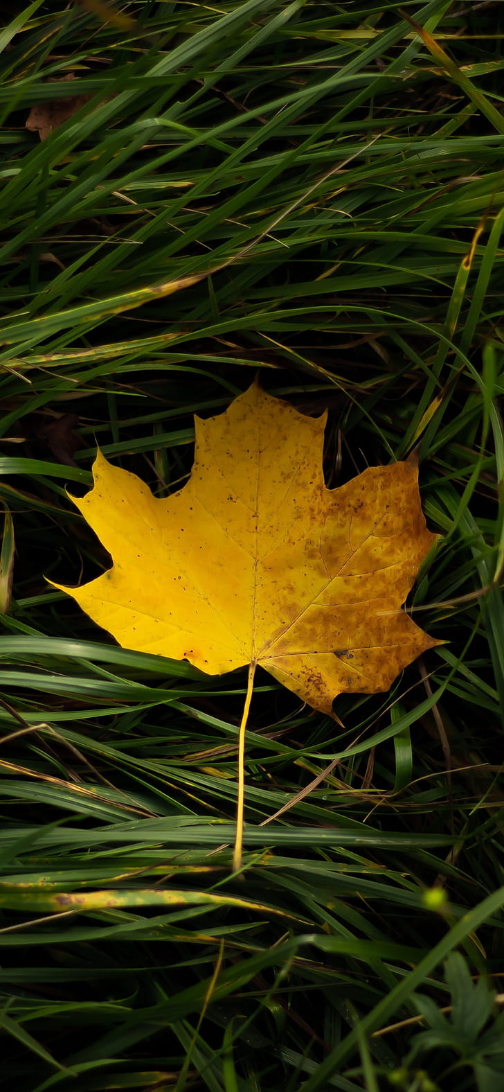 nature, leaf phone wallpaper