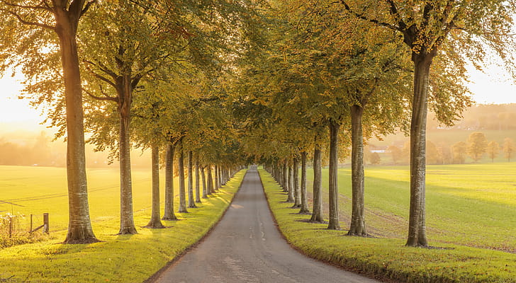 Golden Arbor Way —   Fall Tree-Lined Path, fall, tree-lined, nature, path wallpaper