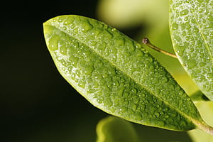 Leaf Drop Dew Surface, drop, macro, leaf, nature wallpaper
