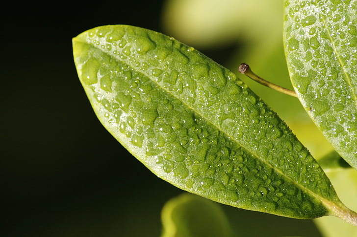 Leaf Drop Dew Surface, drop, macro, leaf, nature wallpaper