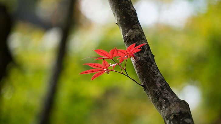 Leaf high quality , U wallpaper