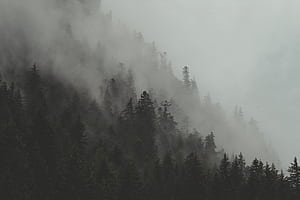 Pine trees! wallpaper