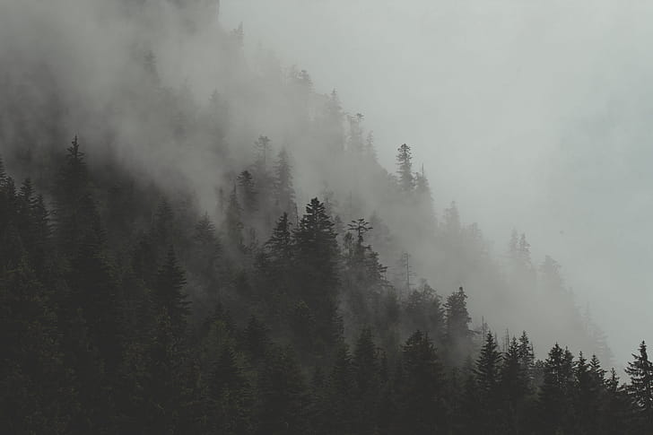 Pine trees! wallpaper