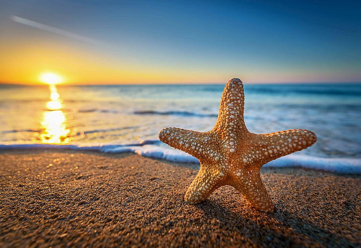 Sunset, Starfish wallpaper