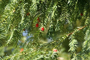 Green primantis, Tree branch, wallpaper