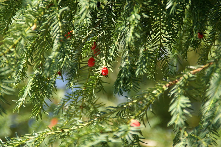 Green primantis, Tree branch, wallpaper