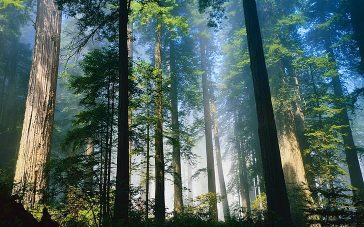 Forest, Cedar Trees wallpaper