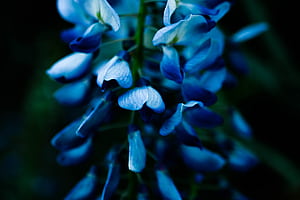 Macro Plants , macro, plants wallpaper