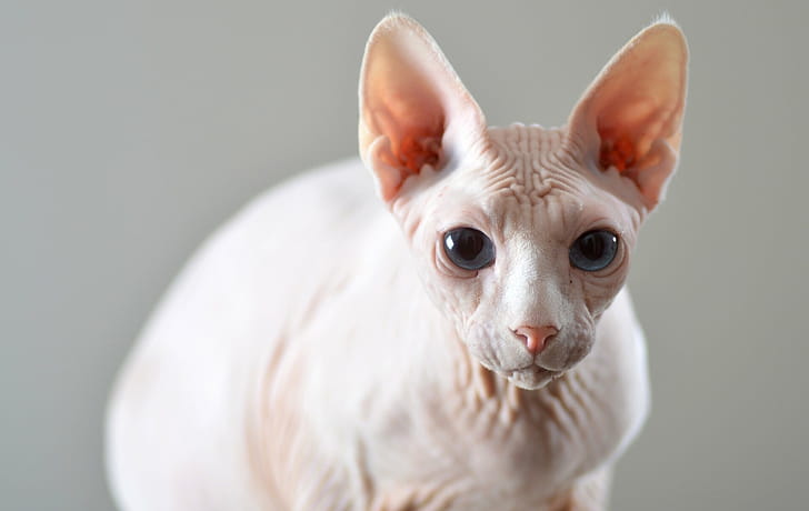 Sphynx Cat, , Dynamic background, Mesmerizing visuals wallpaper