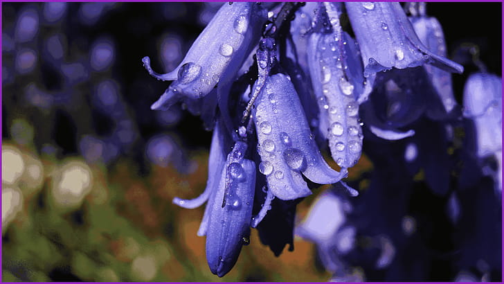 flower, macro wallpaper