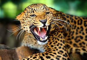 Roar, Leopards wallpaper