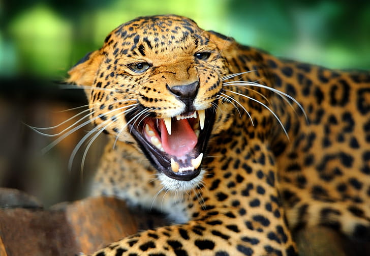 Roar, Leopards wallpaper