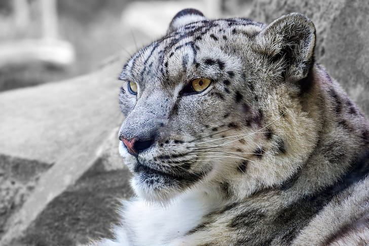 Snow Leopard, Count, Population wallpaper