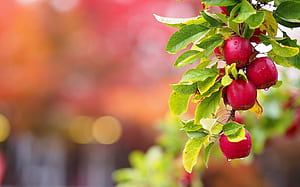 Apple tree, , , Computer backgrounds wallpaper