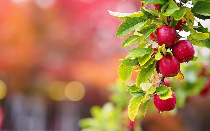 Apple tree, , , Computer backgrounds wallpaper