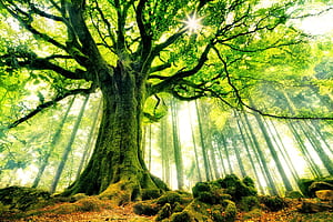 Moss, Beech Tree wallpaper