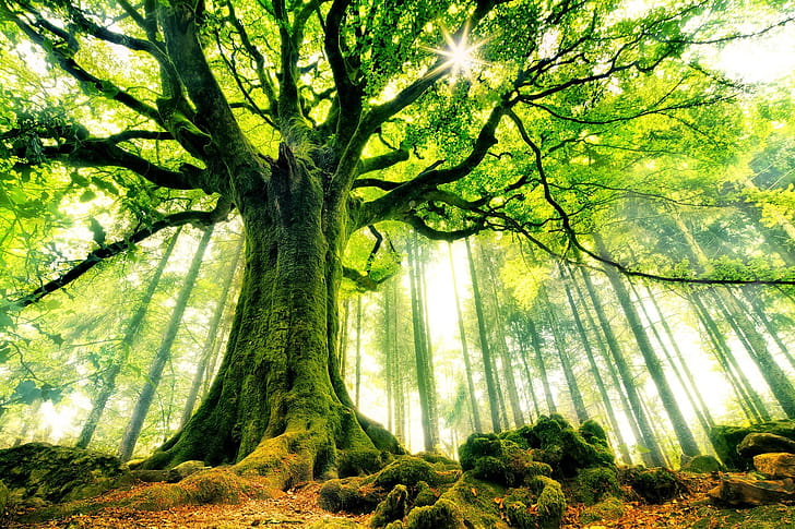 Moss, Beech Tree wallpaper