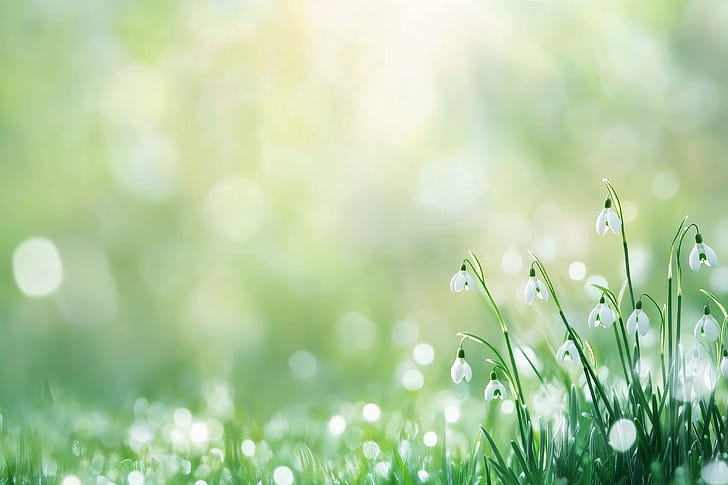 flower wallpaper