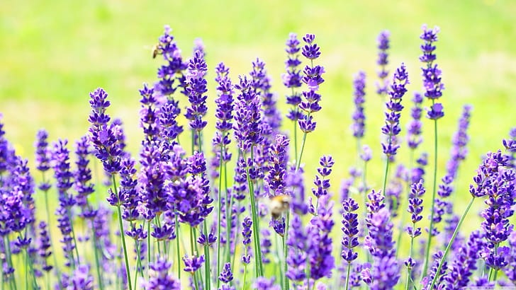 Lavender, wallpaper
