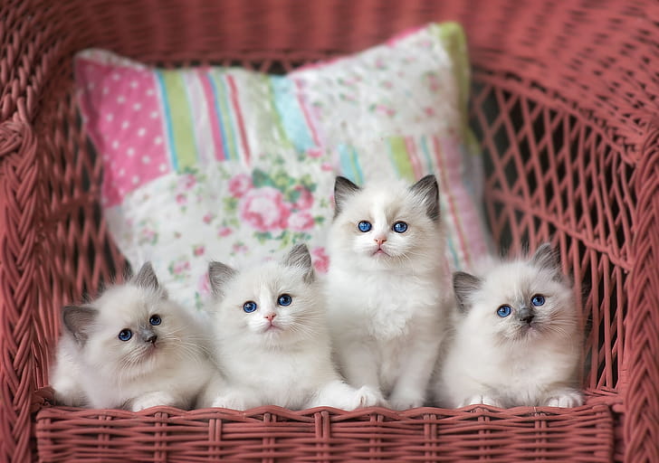 Siblings, Ragdoll wallpaper